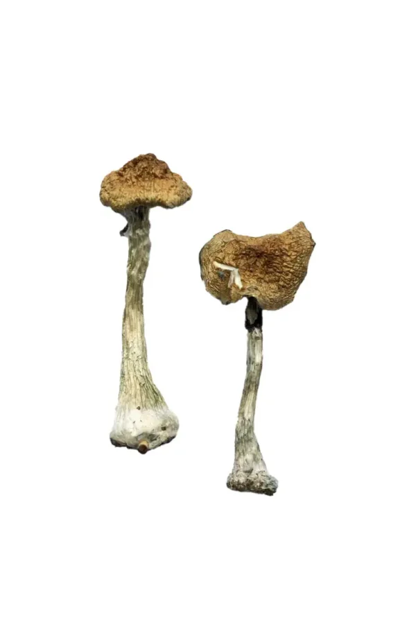 Buy Premium Magic Mushrooms Online at Psychedelic Yard