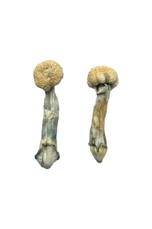 Albino Treasure Coast Magic Mushrooms – Premium Psychedelic Experience