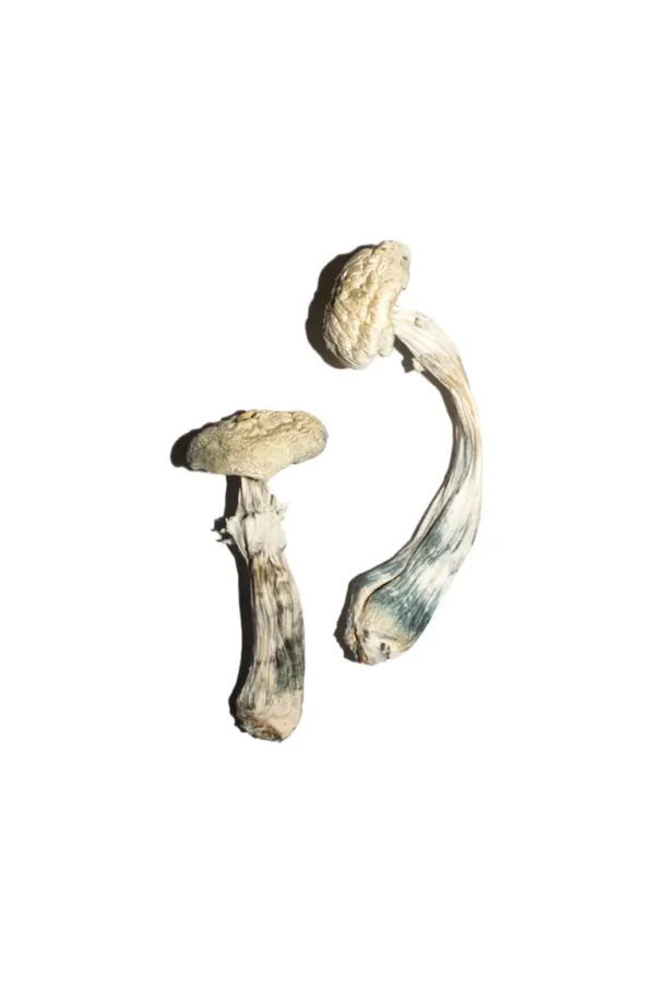 Buy Averys Albino Magic Mushrooms Online