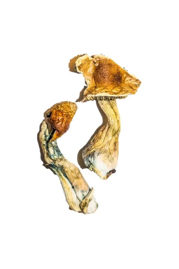 High-quality B+ Magic Mushrooms Online – Psychedelic Yard