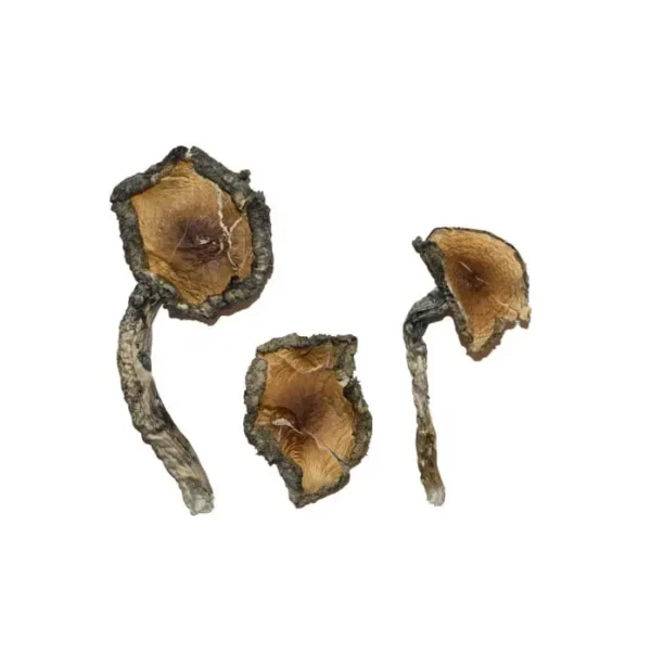 Blue Meanie Magic Mushrooms for Sale