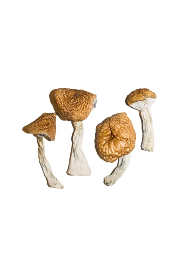 Brazilian Magic Mushrooms
