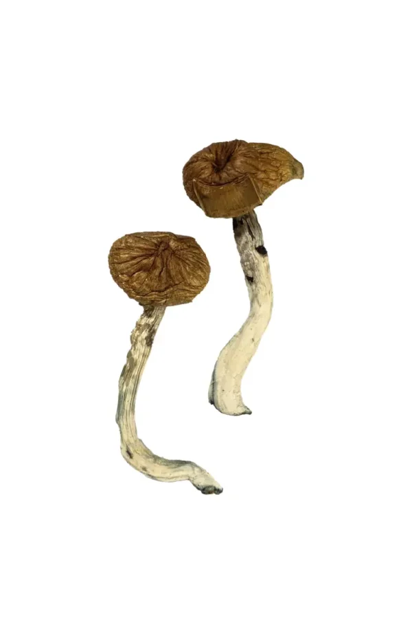 Dancing Tiger Magic Mushrooms – Explore Psychedelic Bliss