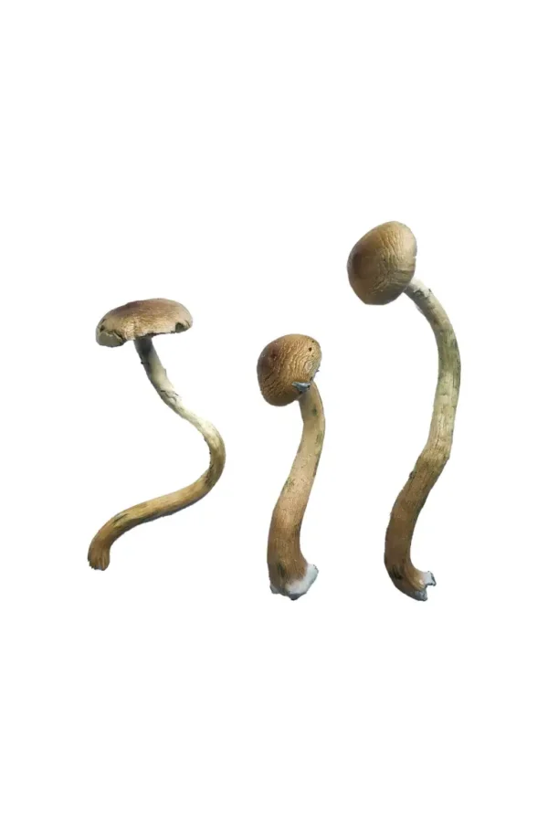 Buy Golden Teacher Special Magic Mushrooms