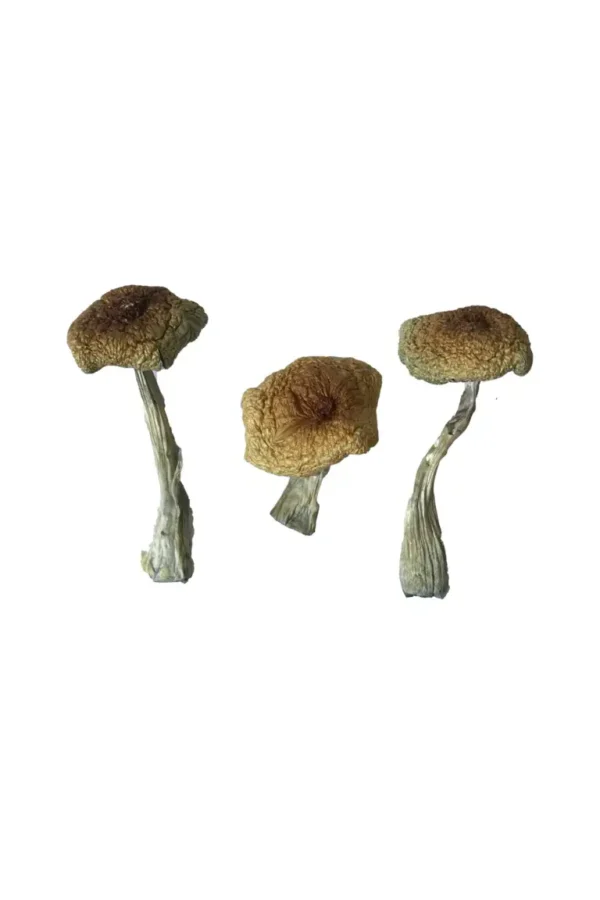 Premium Psilocybe Aztecorum Magic Mushrooms Online