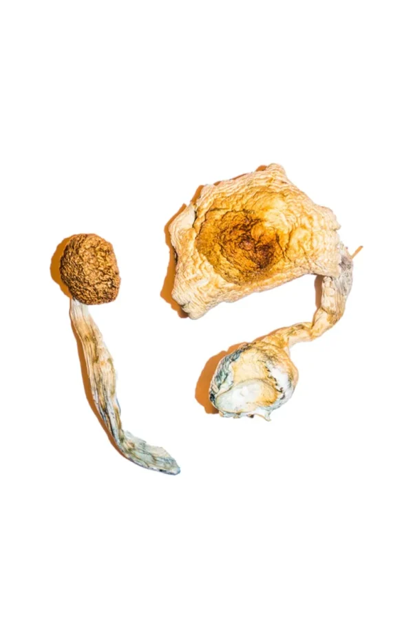 Transkei Magic Mushrooms