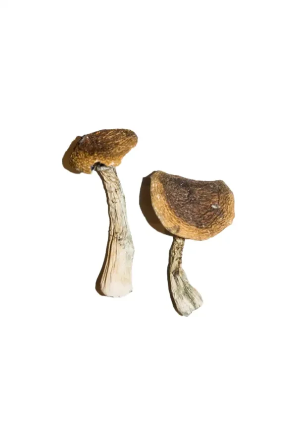 Alacabenzi Magic Mushrooms Online1
