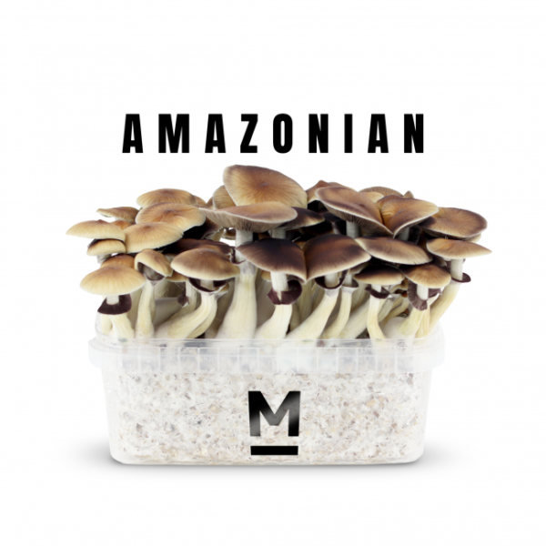 Buy Magic Mushroom Grow Kit Pes Amazon By Mondo