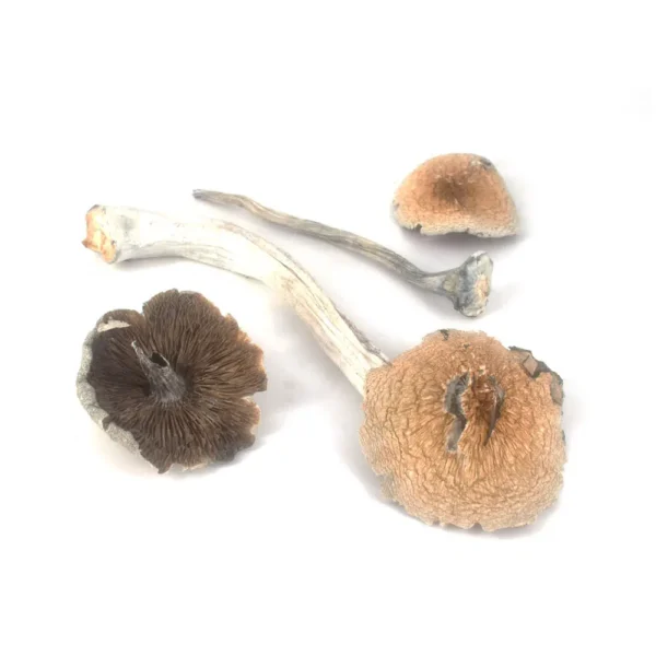 Rusty White Mushroom